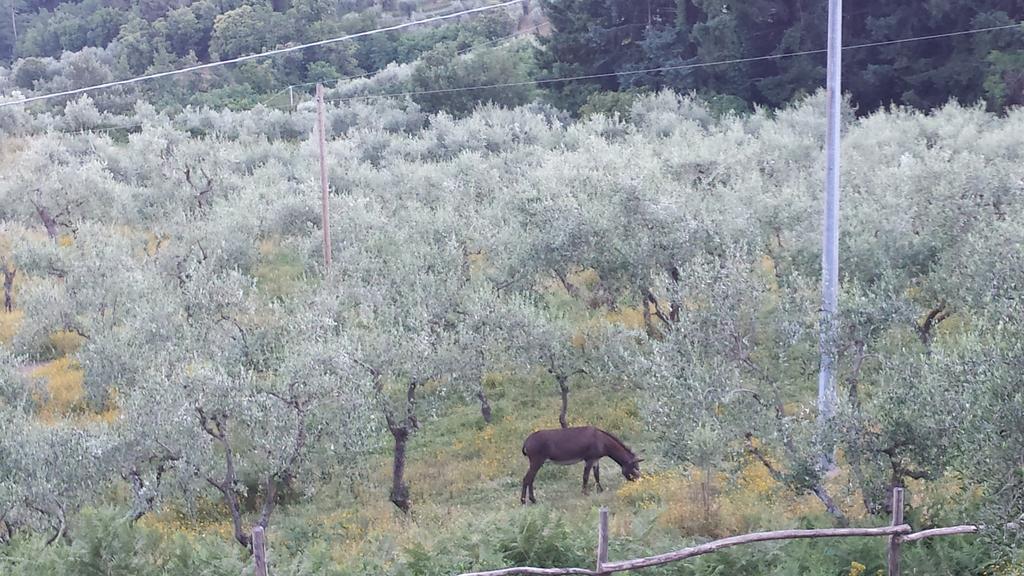 بيسيا Podere"Sulle Soglie Del Bosco" Appartament And Rooms المظهر الخارجي الصورة